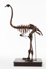 Dinornithiformes