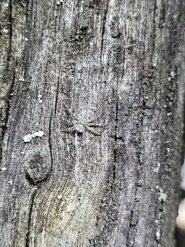 Fageia moschata