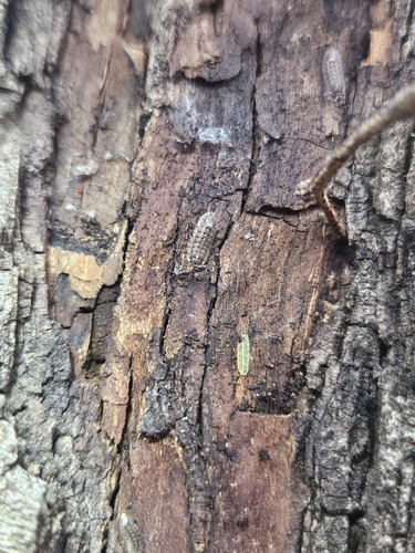 Neotroponiscus daguerrii