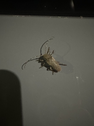 Niphona picticornis