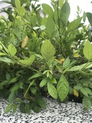 Ohwia caudata