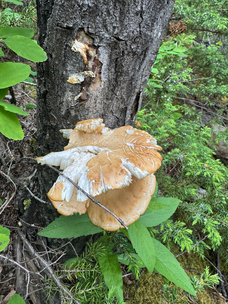 aspen oyster mushroom · June 2026 · photo: Photo: (c) Caleb Catto, some rights reserved (CC BY) · iNaturalist