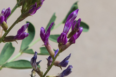 Astragalus crotalariae