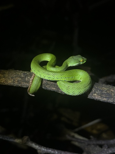 Kramer's Pit Viper