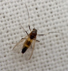 Cricotopus bicinctus