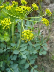 Lomatium californicum
