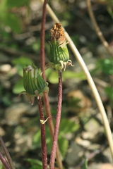 Taraxacum pectinatiforme