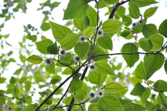 Magnoliopsida