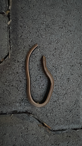 Westliche Blindschleiche