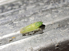 Pagaronia tredecimpunctata