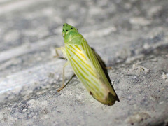 Pagaronia tredecimpunctata