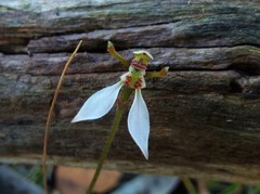 Eriochilus collinus