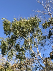 Thouinidium decandrum