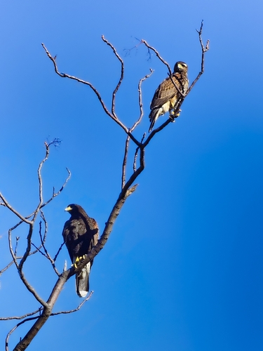 Harris's Hawk