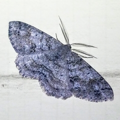 Melanolophia imitata