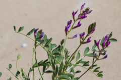 Astragalus crotalariae