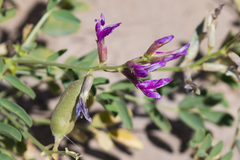 Astragalus crotalariae