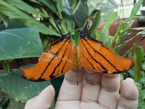 Ruddy Daggerwing