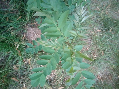 black locust