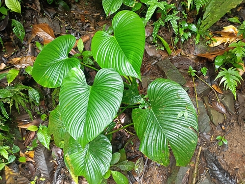 Philodendron grandipes observed 2026-06-26
