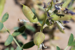 Astragalus crotalariae