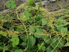 Cuscuta chinensis