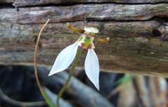 Eriochilus collinus