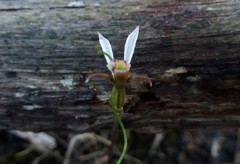 Eriochilus collinus