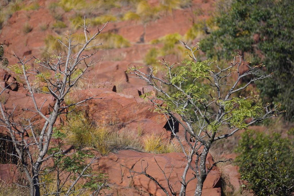 Burkea africana; photograph (c) Matthew Fainman, some rights reserved (CC BY)