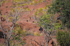 Burkea africana