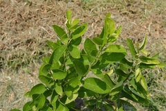 Citrus