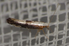 Argyresthia spinosella