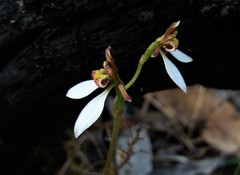 Eriochilus collinus
