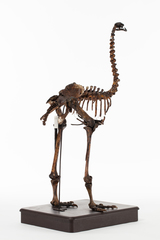Dinornithiformes