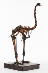 Dinornithiformes