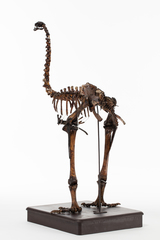 Dinornithiformes