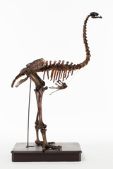 Dinornithiformes