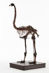 Dinornithiformes