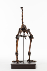 Dinornithiformes