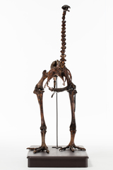 Dinornithiformes