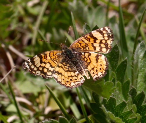 iNaturalist observation photo of Mylitta Crescent