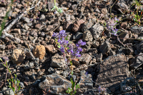 Phacelia humilis, photograph 5