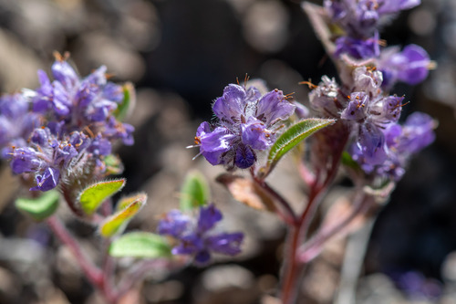Phacelia humilis, photograph 6