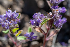 Phacelia humilis, photograph author not stated, no rights reserved