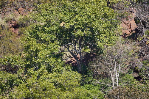 Combretum zeyheri