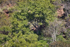 Combretum zeyheri