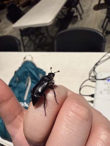 iNaturalist observation photo of Black Burying Beetle