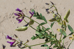Astragalus crotalariae