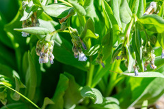 Mertensia oblongifolia, photograph author not stated, no rights reserved