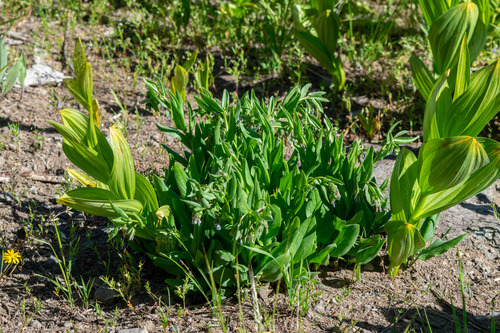 Mertensia oblongifolia, photograph 4